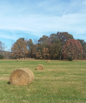 hay bales and grass